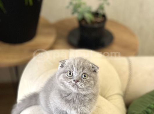 Top Kafa Ayi Surat Scotti̇sh Fold Yavrum