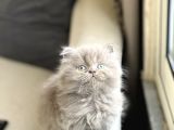 Üst Düzey Kali̇te Bri̇ti̇sh Longhai̇r Yavrum