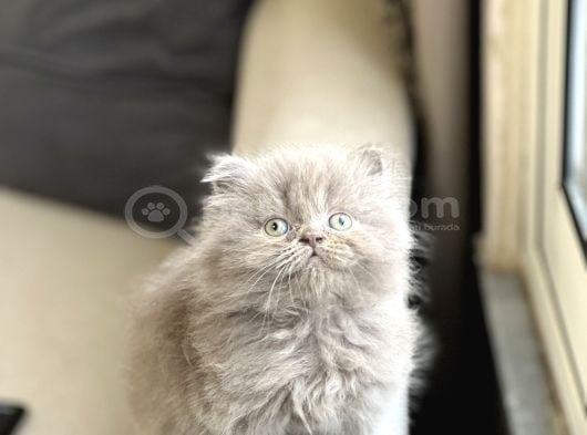 Üst Düzey Kali̇te Bri̇ti̇sh Longhai̇r Yavrum görsel