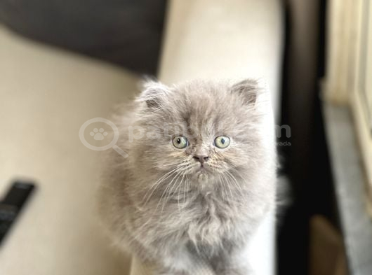 ÜST DÜZEY KALİTE BRİTİSH LONGHAİR YAVRUM
