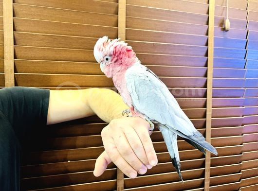 Konuşan Eği̇ti̇mli̇ Gül Kakadu Papağanimiz görsel