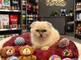 Prenses Gibi Scottish Longhair Yavrularımız