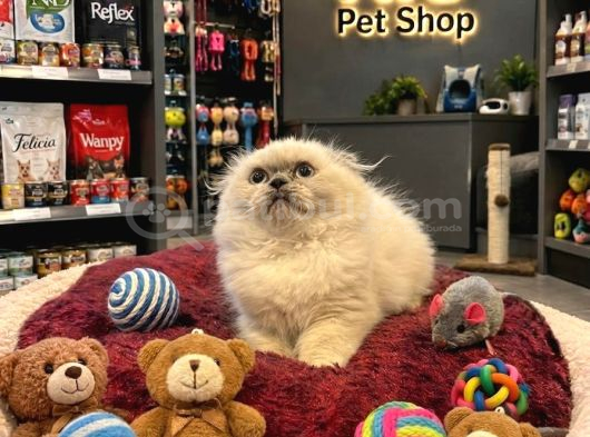Prenses gibi scottish longhair yavrularımız