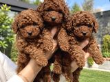 Premium Kalitede Safkan Toy Poodle Yavruları