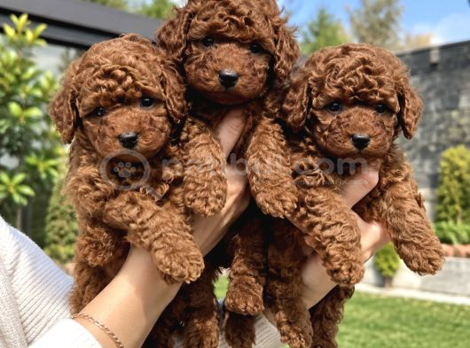 Premium Kalitede Safkan Toy Poodle Yavruları