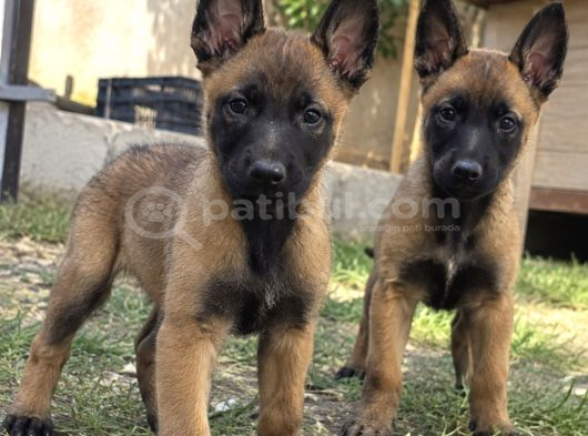 Safkan Belçika Malinois Yavruları