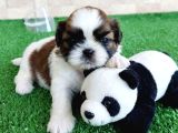 Ev Hayatına en uygun Irktır Shih Tzu