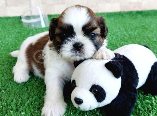 Ev Hayatına en uygun Irktır Shih Tzu
