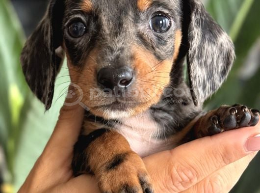 Dachshund Yavrularımız Mükemmel Göz Renkleri Ve Tüy Yapısı görsel