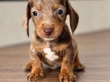Dachshund Yavrularımız Mükemmel Göz Renkleri Ve Tüy Yapısı