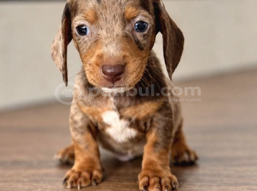 Dachshund Yavrularımız Mükemmel Göz Renkleri Ve Tüy Yapısı görsel