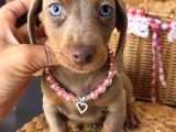 Dachshund Yavrularımız Mükemmel Göz Renkleri Ve Tüy Yapısı