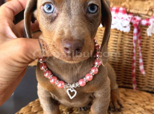 Dachshund Yavrularımız Mükemmel Göz Renkleri Ve Tüy Yapısı görsel