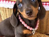 Dachshund Yavrularımız Mükemmel Göz Renkleri Ve Tüy Yapısı