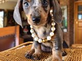 Dachshund Yavrularımız Mükemmel Göz Renkleri Ve Tüy Yapısı