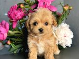 Minicik maltipoo güzellikler