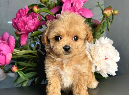 Minicik maltipoo güzellikler