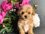 Minicik Maltipoo Güzellikler