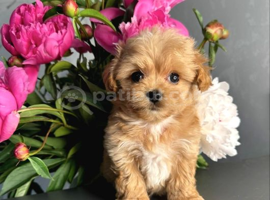 Minicik Maltipoo Güzellikler görsel