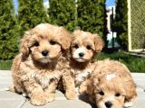 Aşılı Eşsiz Güzellikte Maltipoo Bebekler