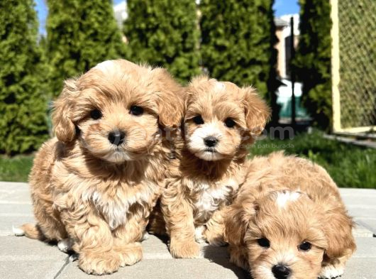 Aşılı Eşsiz Güzellikte Maltipoo Bebekler