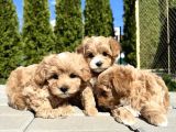 Aşılı Eşsiz Güzellikte Maltipoo Bebekler