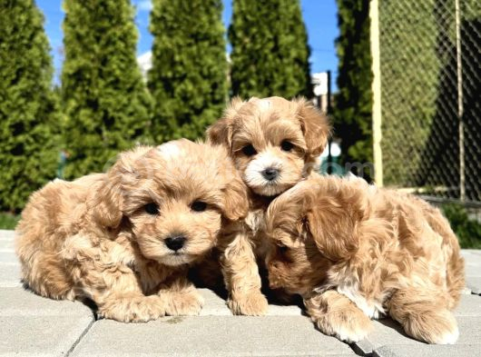 Aşılı Eşsiz Güzellikte Maltipoo Bebekler görsel
