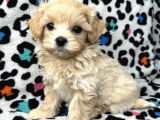 Şirin Tüy Dökmez Maltipoo Bebekler