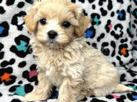 Şirin tüy dökmez maltipoo bebekler