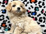 Şirin Tüy Dökmez Maltipoo Bebekler
