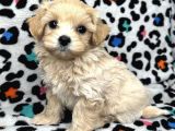 Şirin Tüy Dökmez Maltipoo Bebekler