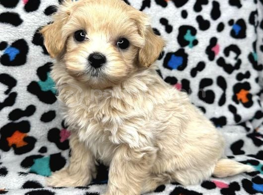 Şirin Tüy Dökmez Maltipoo Bebekler görsel