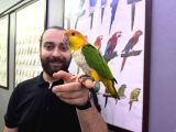 Full Evci̇l Maskot Caique Papağanımız