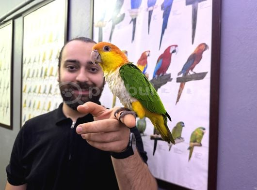 FULL EVCİL MASKOT Caique Papağanımız
