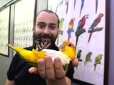 Full Evci̇l Maskot Caique Papağanımız