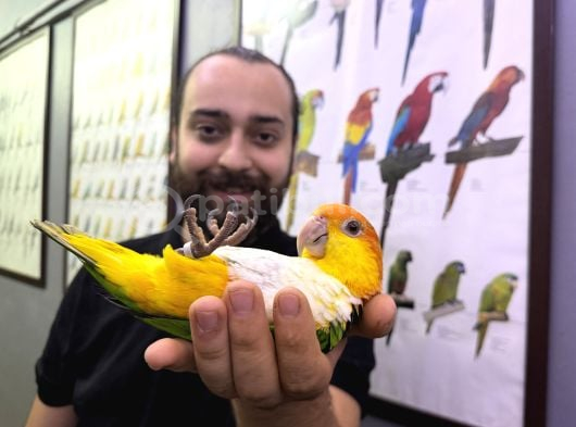 Full Evci̇l Maskot Caique Papağanımız görsel