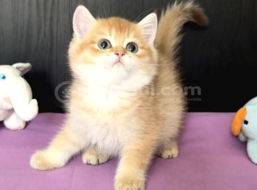Safkan British Golden Peluş Ayı Gibi Bir Bebek