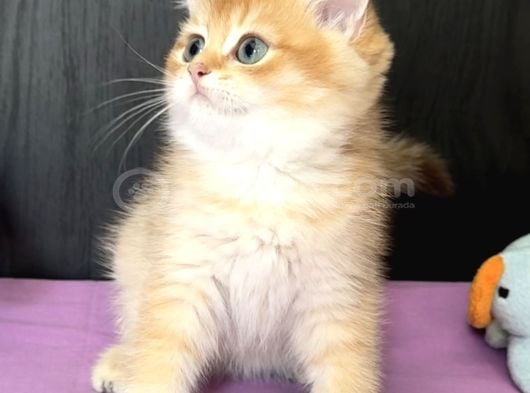 Safkan British Golden Peluş Ayı Gibi Bir Bebek görsel