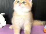 Safkan British Golden Peluş Ayı Gibi Bir Bebek