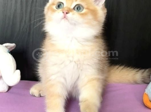 Safkan British Golden Peluş Ayı Gibi Bir Bebek görsel