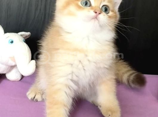 Safkan British Golden Peluş Ayı Gibi Bir Bebek görsel