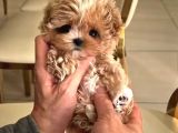Korean Baby Face Malti̇poolar