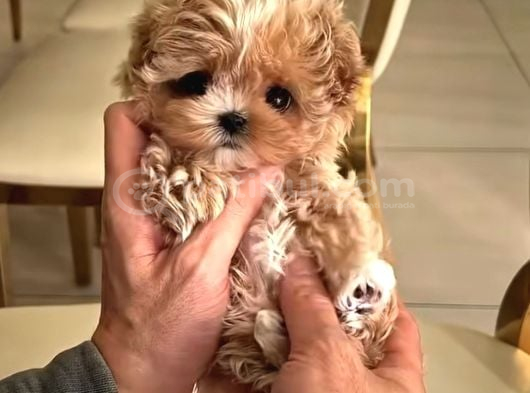 KOREAN BABY FACE MALTİPOOLAR