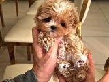 Korean Baby Face Malti̇poolar