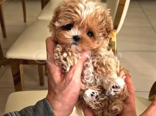 Korean Baby Face Malti̇poolar görsel