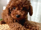 Evdoğumu toypoodle bebişler