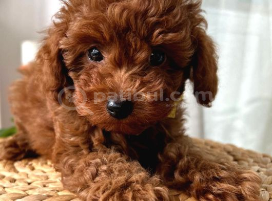Evdoğumu Toypoodle Bebişler