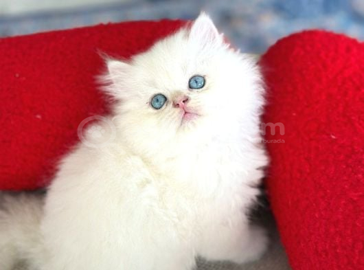 Üretim Tesisinden British Longhair Kar Beyazı Erkek görsel