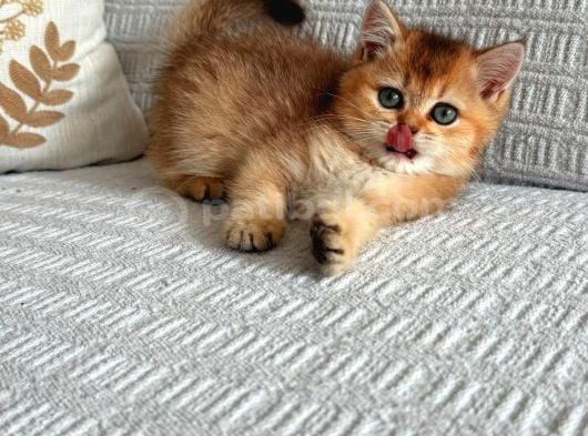 Tam Irk Bebekleri̇mi̇z görsel