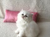 Anne Baba Scrli Safkan Longhair Yavrular